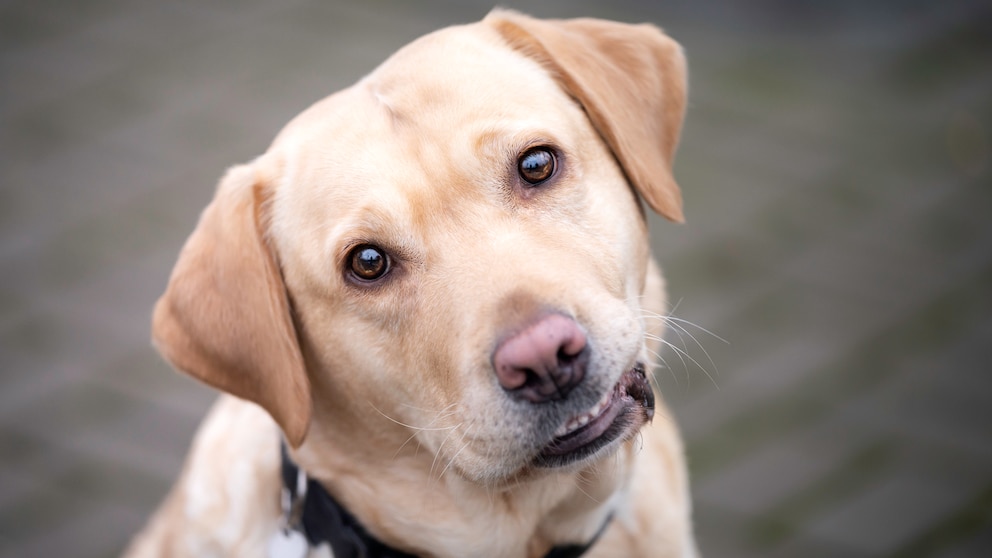 Labrador mit heller Nase schaut mit schrägem Kopf in die Kamera