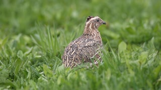 Wachtel (Coturnix coturnix) auf Wiese mit Kopfverletzung