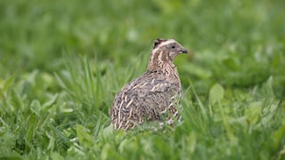 Wachtel (Coturnix coturnix) auf Wiese mit Kopfverletzung