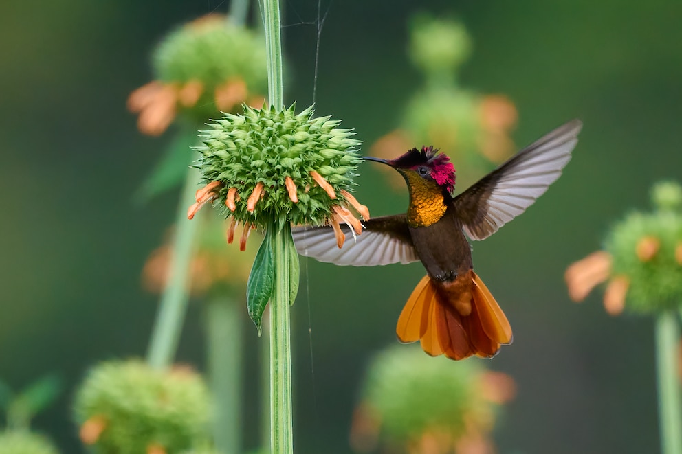 Der Moskitokolibri  ernährt sich, wie der Name schon verrät, neben Blütennektar auch von Insekten.