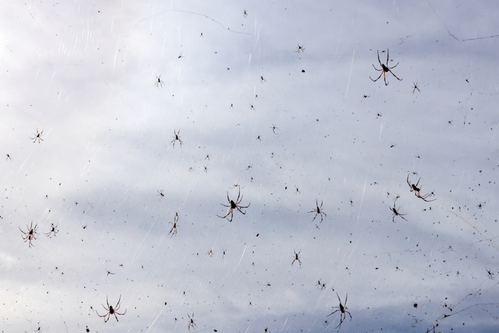 Silk spiders in their webs