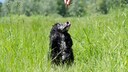 Schwarzer Cocker Spaniel auf Wiese sitzend und die Lippe leckend, w&auml;hrend ihm ein Leckerli pr&auml;sentiert wird