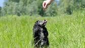 Schwarzer Cocker Spaniel auf Wiese sitzend und die Lippe leckend, während ihm ein Leckerli präsentiert wird