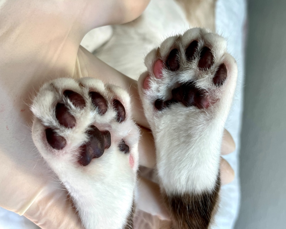 Hinterpfoten mit sechs Zehen bei Katzen