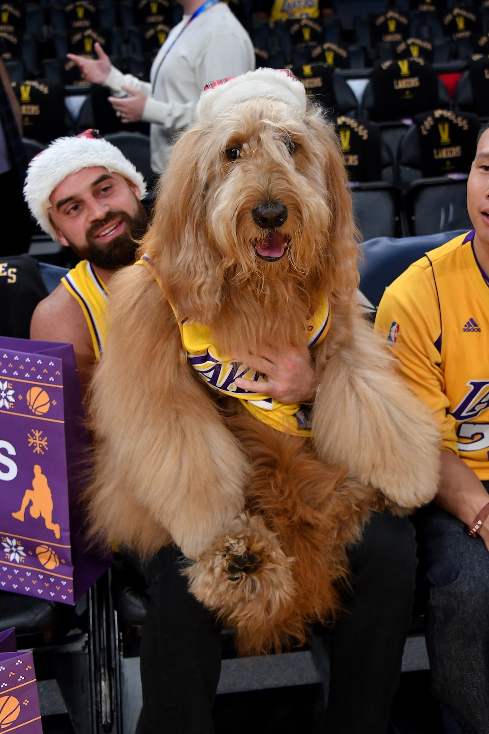 Internet-Star Brodie The Goldendoodle zog bei diesem Basketballspiel alle Blicke auf sich.
