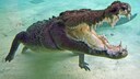 Leistenkrokodil unter Wasser mit ge&ouml;ffnetem Maul
