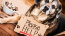 Sogenannte Bettel-Clans setzen gezielt Hunde ein, um die Spendenbereitschaft der Passanten zu erh&ouml;hen.