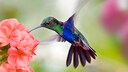 Kolibris beherrschen ihren Schwebeflug vermutlich aufgrund eines fehlenden Gens.