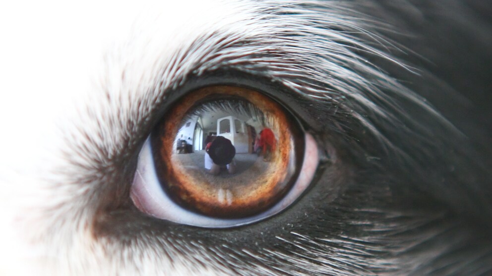 „Wie sieht mein Hund eigentlich die Welt?“ Eine Frage, die sich sicher schon jeder Hundehalter mal gestellt hat.