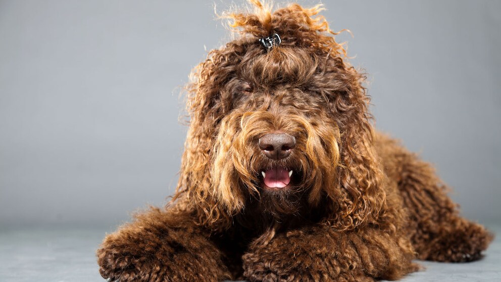 Barbet liegend mit Spange im Haar vor grauem Hintergrund