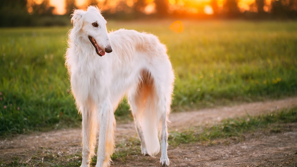 Der Barsoi stammt aus Russland, wo er als Jagdhund für Wölfe, Füchse und Hasen gezüchtet wurde.