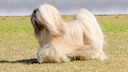 Der Lhasa Apso geh&ouml;rt zur Gruppe der Tibet-Terrier und wurde urspr&uuml;nglich als Begleithund in den Kl&ouml;stern des Himalayas gez&uuml;chtet.