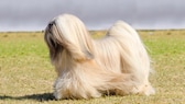 Der Lhasa Apso gehört zur Gruppe der Tibet-Terrier und wurde ursprünglich als Begleithund in den Klöstern des Himalayas gezüchtet.