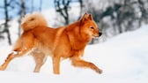 Ein Finnischer Spitz läuft durch den Schnee