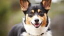 Corgi-Hund mit braunen Augen schaut in die Kamera