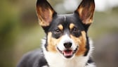 Corgi-Hund mit braunen Augen schaut in die Kamera