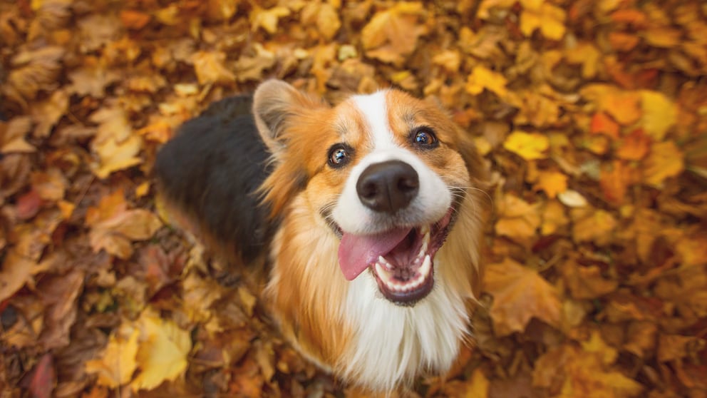 Hunde, erwachsenen Hund, Vierbeiner