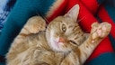 Orangefarbene Katze, die auf dem R&uuml;cken liegt mit sechs Zehen an der Pfote