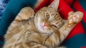 Orangefarbene Katze, die auf dem Rücken liegt mit sechs Zehen an der Pfote