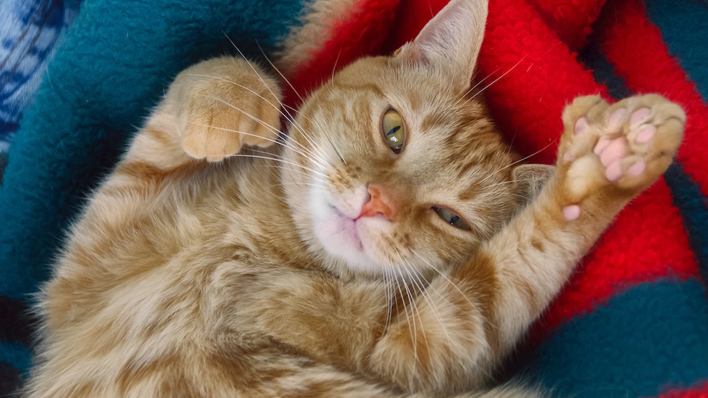 Orangefarbene Katze, die auf dem Rücken liegt mit sechs Zehen an der Pfote