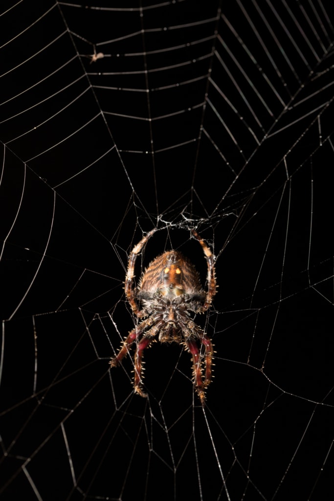Darwin's bark spider (Caerostris darwini) hanging in its web
