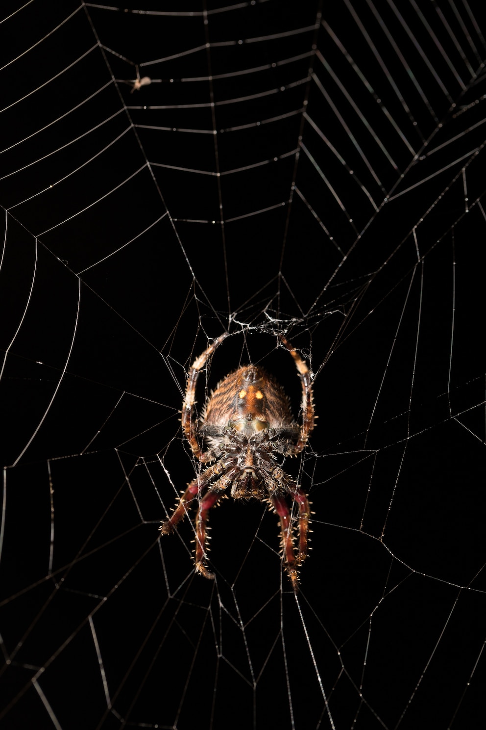 Darwin's bark spider (Caerostris darwini) im Netz hängend