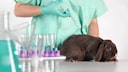 Kaninchen in Labor bekommt eine Spritze