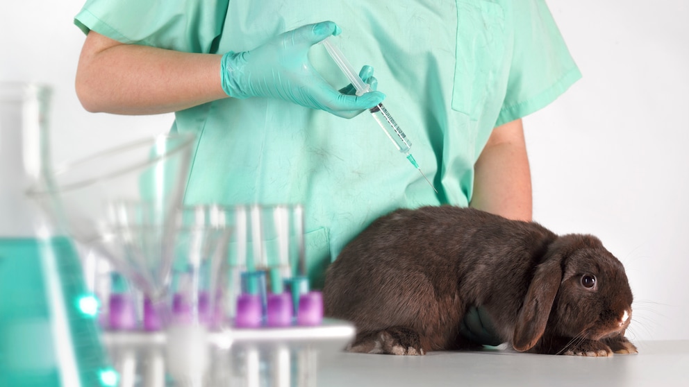 Kaninchen in Labor bekommt eine Spritze