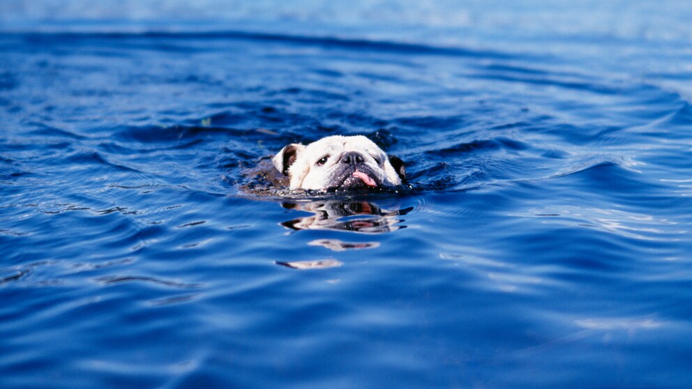Bulldoggen können aufgrund ihres stämmigen Körpers und den kurzen Beinen oft nicht gut schwimmen.