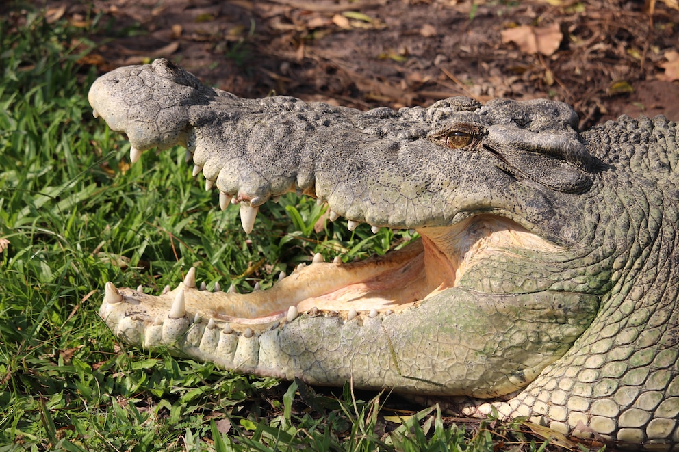 Leistenkrokodil an Land mit geöffnetem Maul