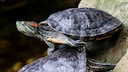 Eine Rotwangen-Schmuckschildkröte sitzt auf einer anderen