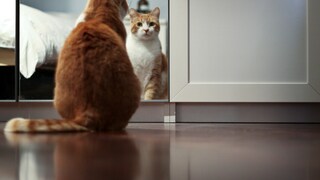 Katze, die sich im Spiegel ansieht
