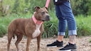 Hundehalterin Jeanette musste mit ihrer American-Staffordshire-Hündin Missy zum Wesenstest, da diese in ihrem Bundesland als „Listenhund“ gilt.