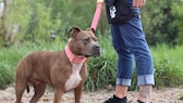 Hundehalterin Jeanette musste mit ihrer American-Staffordshire-Hündin Missy zum Wesenstest, da diese in ihrem Bundesland als „Listenhund“ gilt.