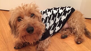 Hundeklamotten