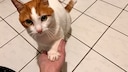 Kater Remo zeigt, ob er links- oder rechtshändig ist