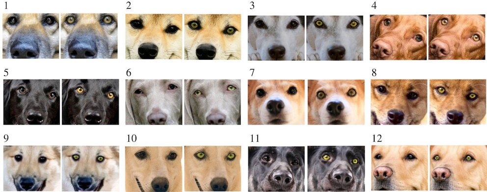 Hunde mit braunen Augen neben bearbeiteten Fotos mit gelben Augen