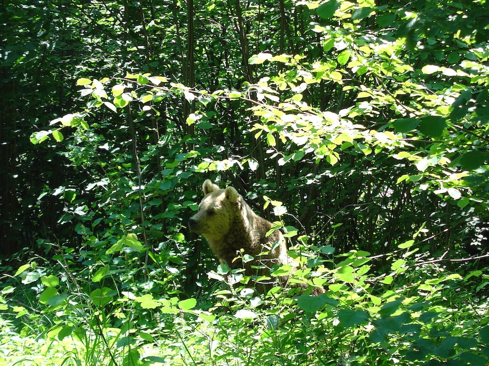 Die erste gerettete rumänische Bärin nach ihrer erfolgreichen Auswilderung 