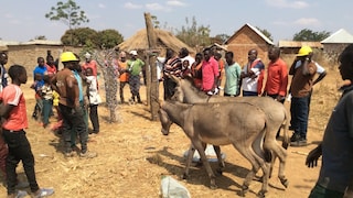 Zwei Esel in Tansania ziehen in ihr neues Gehege ein