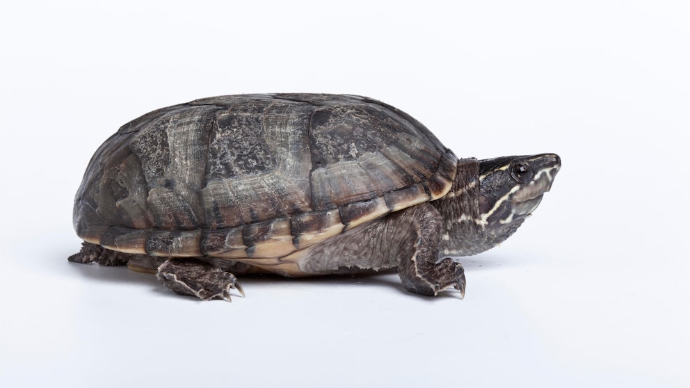 Eine Moschusschildkröte (Freisteller)