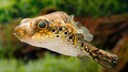 Ein Buckelkugelfisch schwimmt durchs Aquarium