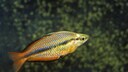 Der Juwelen-Regenbogenfisch, auch Dreistreifen-Regenbogenfisch genannt, weist je nach Herkunft eine unterschiedliche Färbung auf.