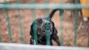 Der Zwingerkoller tritt hauptsächlich auf, wenn Hunde, die im Zwinger sozialisiert wurden, sich in geschlossenen Räumen aufhalten.