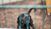 Der Zwingerkoller tritt hauptsächlich auf, wenn Hunde, die im Zwinger sozialisiert wurden, sich in geschlossenen Räumen aufhalten.