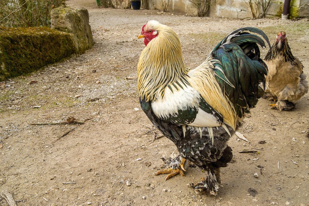 <strong>Das Brahma Huhn ist aufgrund seiner Größe eine imposante Erscheinung.</strong>