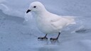 Ein Schneesturmvogel sitzt auf Eis in der Antarktis