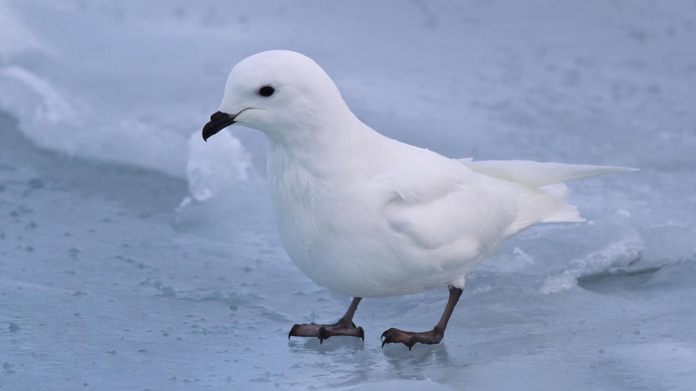 Ein Schneesturmvogel sitzt auf Eis in der Antarktis