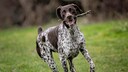 Der Altd&auml;nische Vorstehhund, auch als "Old Danish Pointer" bekannt, ist eine Hunderasse, die ihre Wurzeln in D&auml;nemark hat.