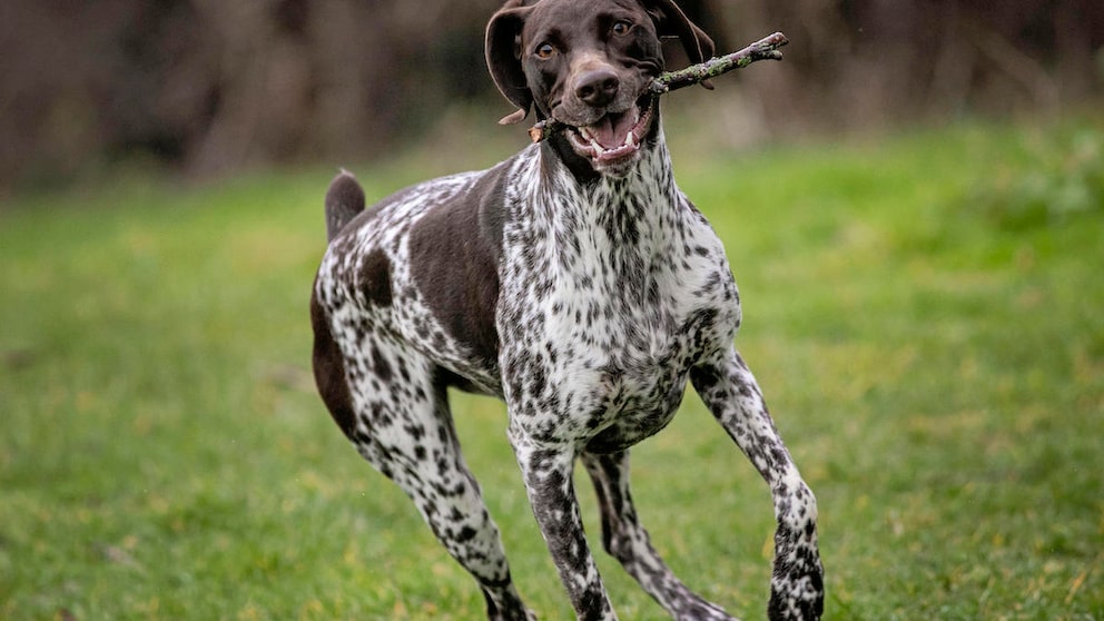 Der Altdänische Vorstehhund, auch als "Old Danish Pointer" bekannt, ist eine Hunderasse, die ihre Wurzeln in Dänemark hat. 