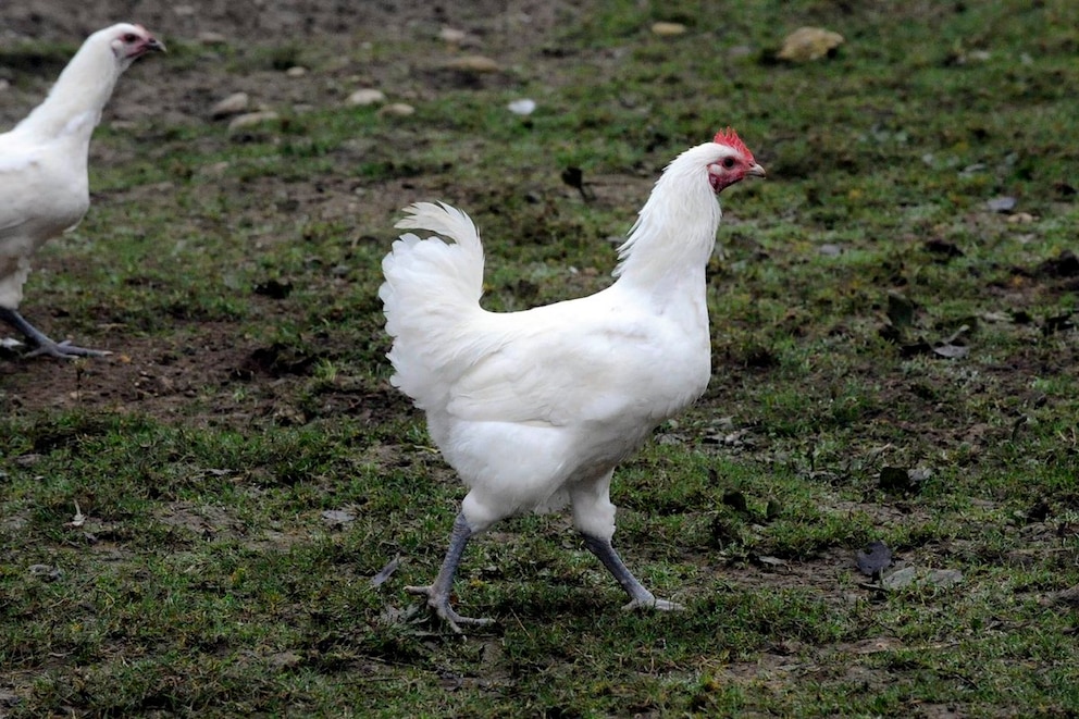 <strong>Das Bresse Huhn stammt aus der Region Bresse in Frankreich.</strong>